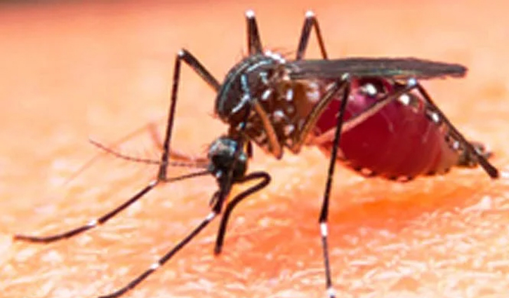 ডেঙ্গু পরিস্থিতি ভয়াবহ হওয়ার আশঙ্কা কীটতত্ত্ববিদদের