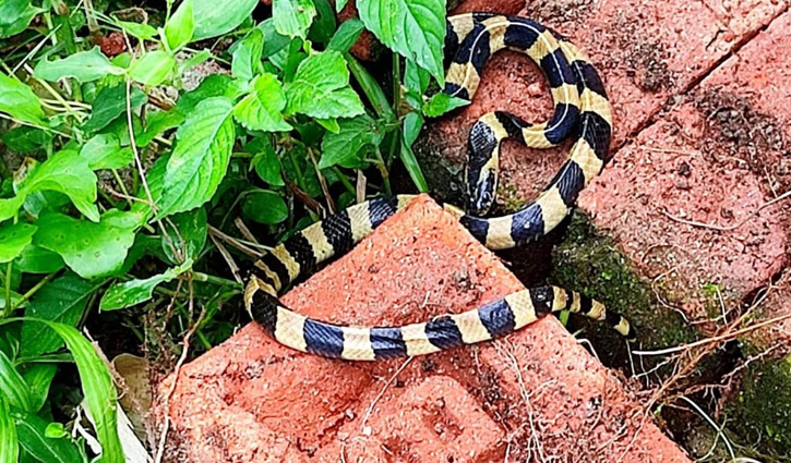 ‘শঙ্খিনী’র আনাগোনায় শিক্ষার্থীরা শঙ্কিত 