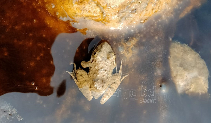 দেশে ব্যাঙের ৬২ প্রজাতির ২৫টি মাধবকুণ্ডে