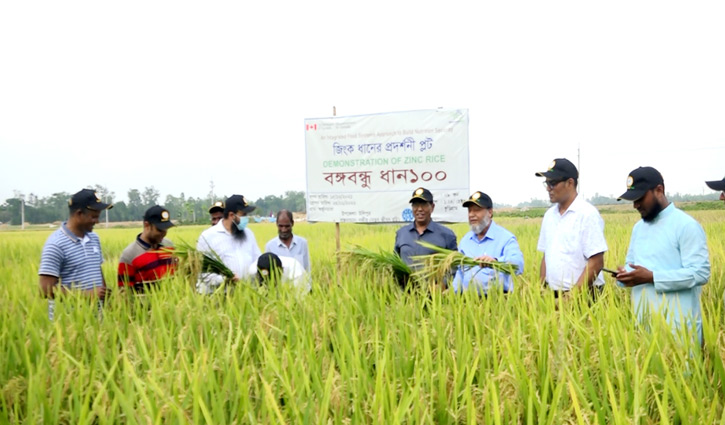 বঙ্গবন্ধু-১০০ ধানের ভালো ফলনে খুশি কৃষক বঙ্গবন্ধু-১০০ ধানের ভালো ফলনে খুশি কৃষক
