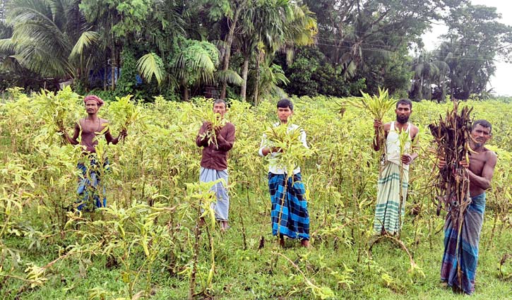 লক্ষ্মীপুরে ঢেঁড়স ক্ষেতে মোজাইক ভাইরাস, চিন্তায় কৃষক লক্ষ্মীপুরে ঢেঁড়স ক্ষেতে মোজাইক ভাইরাস, চিন্তায় কৃষক