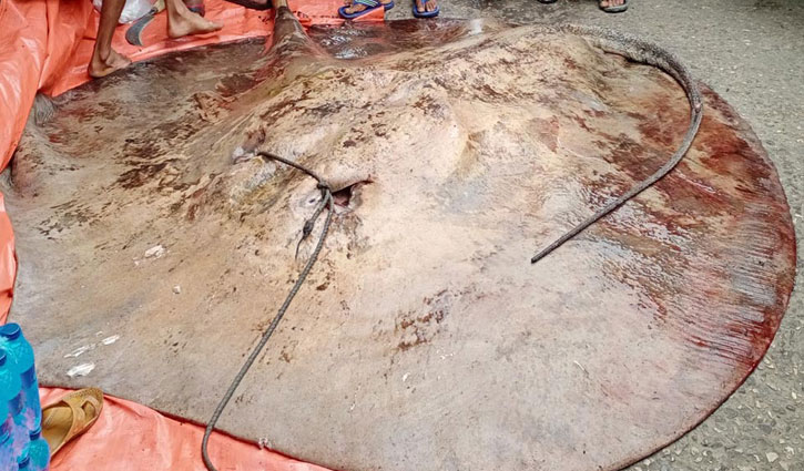 ২০ মণের শাপলা পাতা মাছ ৪ লাখে বিক্রি 