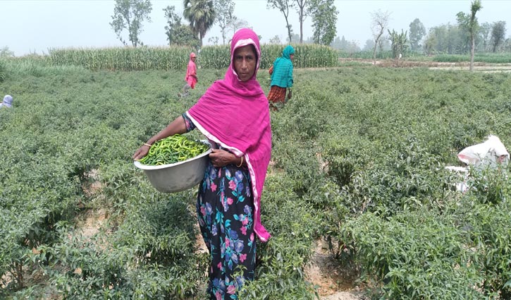  বিরামপুরে কাঁচা মরিচের বাম্পার ফলন