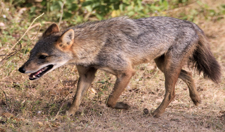 ঠাকুরগাঁওয়ে শিয়ালের কামড়ে আহত ৭