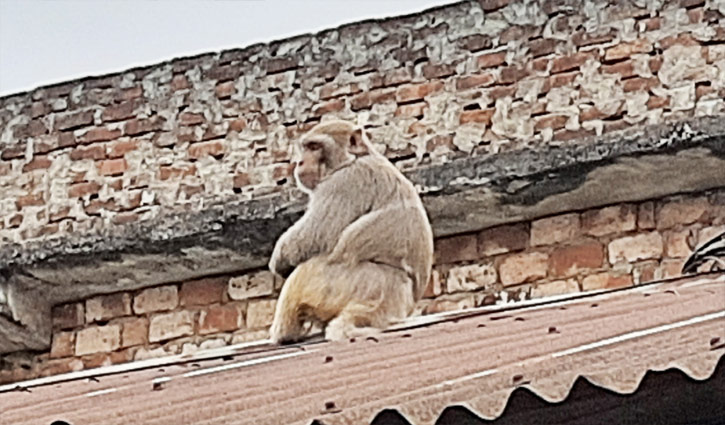 শায়েস্তাগঞ্জ শহরে পাহাড়ি বানরের উপদ্রব