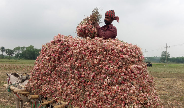 পেঁয়াজের দাম না পেয়ে হতাশ কৃষক