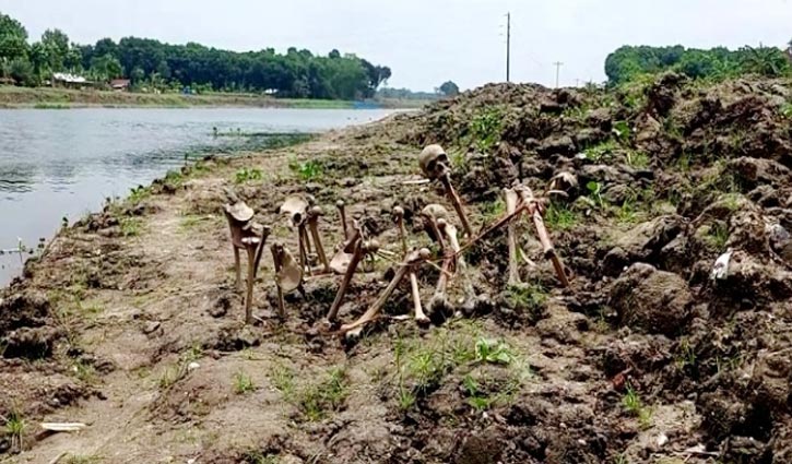 মহেশপুরের কপোতাক্ষ তীরে মিলল গণকবররে সন্ধান