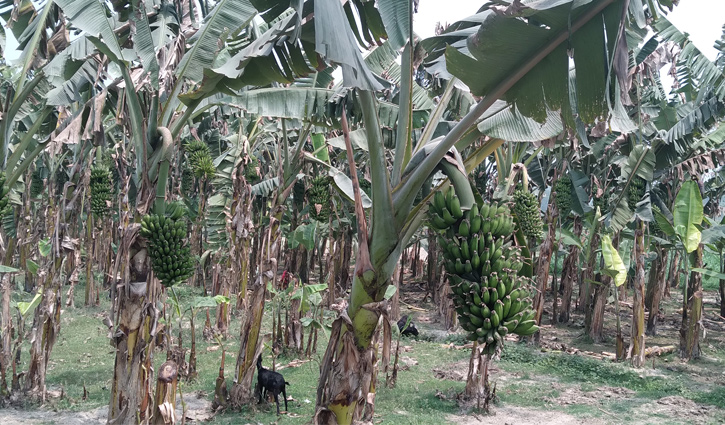 কলা চাষে লাভবান বিরামপুরের কৃষক