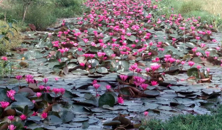 ডোবায় ফোটা পদ্ম নজর কাড়ছে পথচারীর