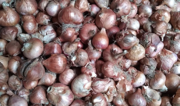 Onion prices start to drop