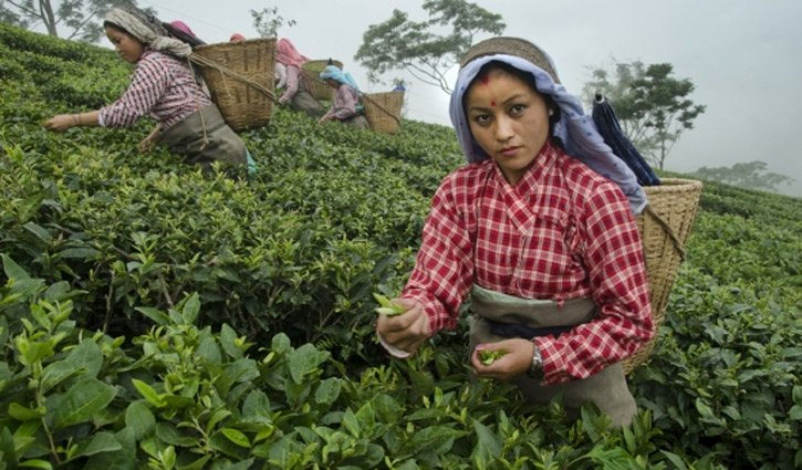 National Tea Day today