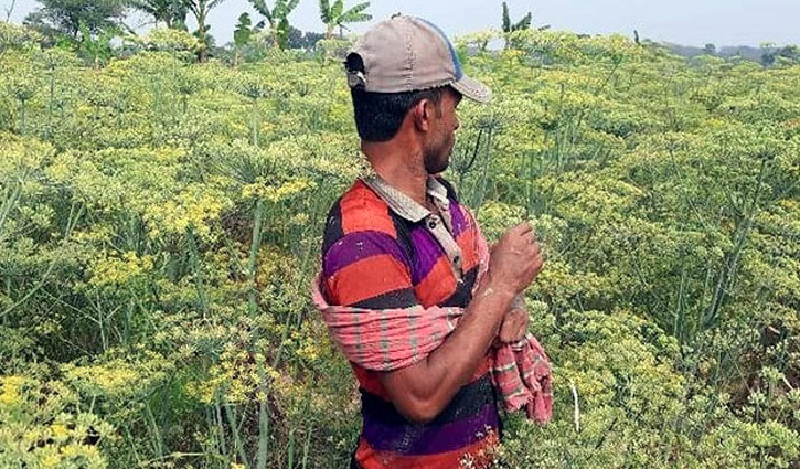 ক্ষেত ভরা দৃষ্টিনন্দন মৌরি ফুল আর সুঘ্রাণ বাতাসে