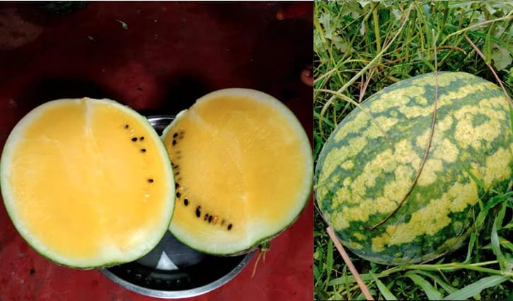 ইউটিউব দেখে হলুদ তরমুজ চাষ, শুরুতেই সফল খোর্শেদ  