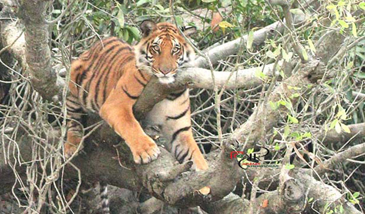 ‘ভয়ঙ্কর সুন্দর’ সুন্দরবনে হঠাৎ বাঘের মুখোমুখি  