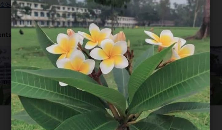 কারমাইকেলের কাঠগোলাপে মুগ্ধ হচ্ছে মানুষ