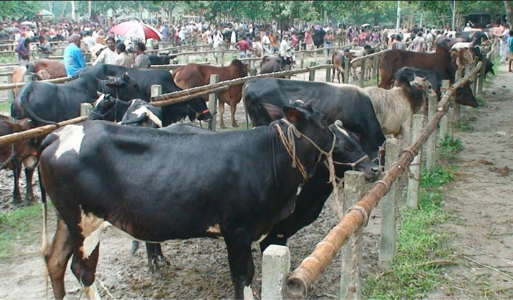 কোরবানির জন্য সিরাজগঞ্জে প্রায় ৪ লাখ গরু প্রস্তুত কোরবানির জন্য সিরাজগঞ্জে প্রায় ৪ লাখ গরু প্রস্তুত