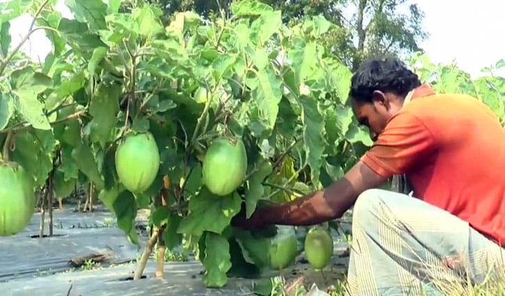 বেগুনের সম্ভাবনাময় জাত বারি-৪ বেগুনের সম্ভাবনাময় জাত বারি-৪