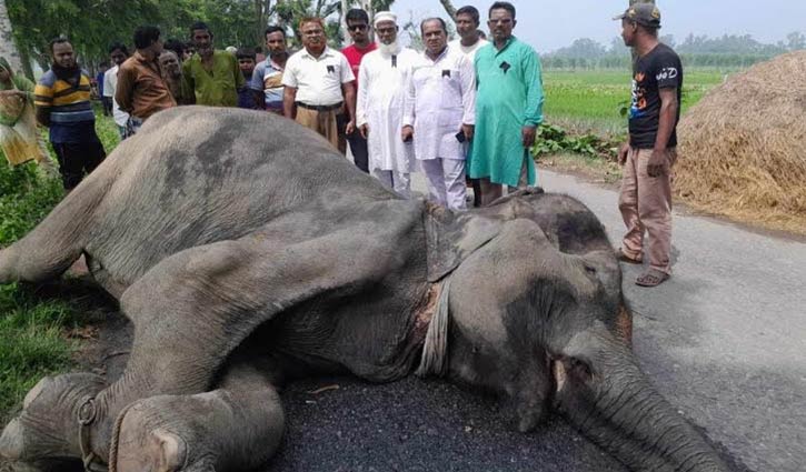বগুড়ায় সড়কের ধারে মৃত হাতি