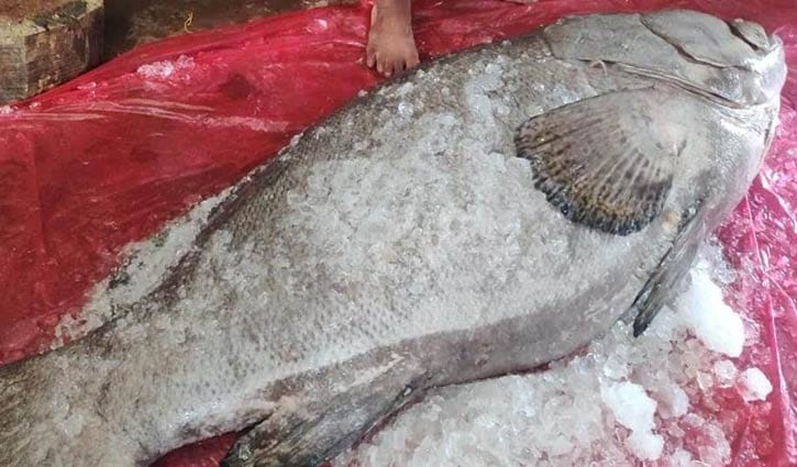 বড়শিতে ধরা পড়লো ৯১ কেজির বোল মাছ