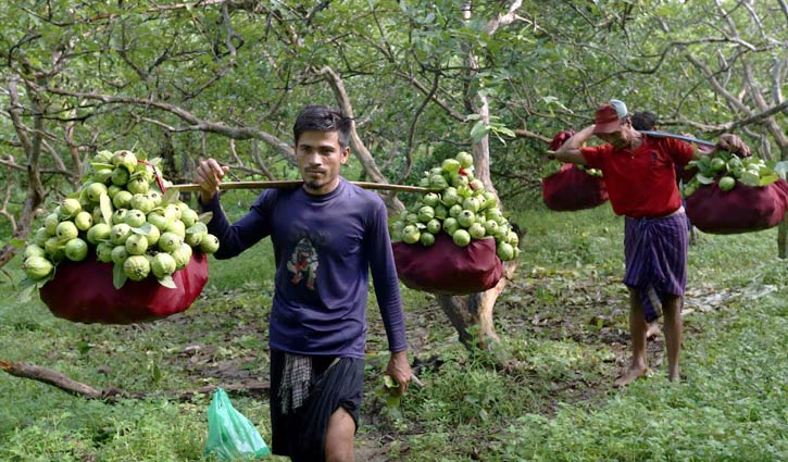 ‘কাঞ্চন নগরের গোঁয়াছির` চলছে সুদিন