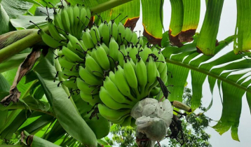 পতিত জমিতে নিরাপদ সবজি