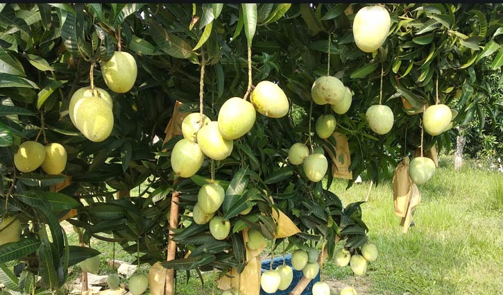 গৌরমতি আমে সফলতার স্বপ্ন দেখছেন শাহীন