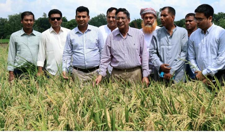 ব্রি৯৮ ধানে বাম্পার ফলনের সম্ভাবনা: কৃষিমন্ত্রী