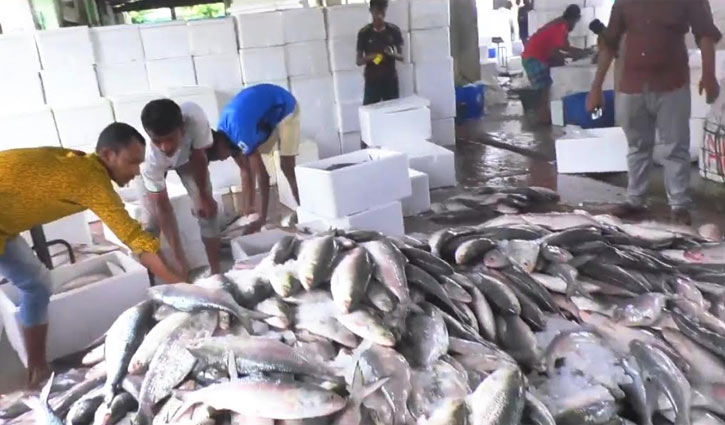 কক্সবাজারে প্রতিদিন ধরা পড়ছে ৫০০ টন মাছ, অর্ধেকের বেশিই ইলিশ