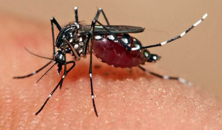 ডেঙ্গু: শিশুদের জন্য চিকিৎসা উপকরণ ও সহায়তা দিচ্ছে ইউনিসেফ