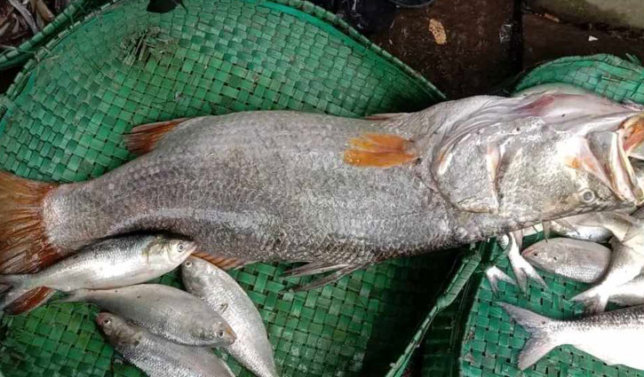 বড় ফেনী নদীতে ধরা পড়ল ২০ কেজির কোরাল