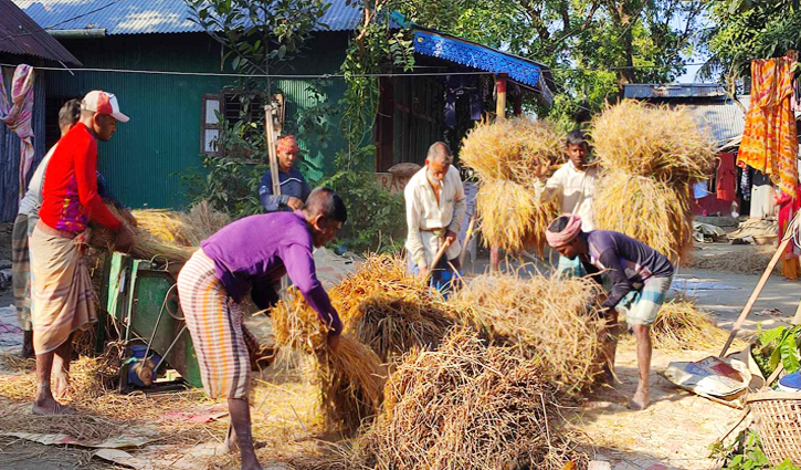 আমনের বাম্পার ফলনেও কৃষকের মুখে হাসি নেই