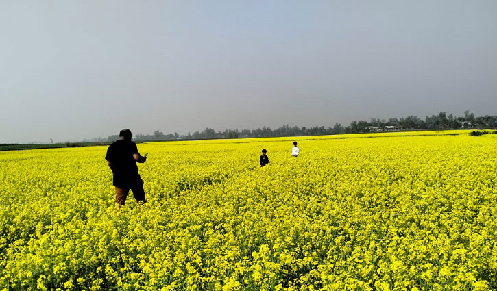 বগুড়ায় সরিষার জমি বেড়েছে ৮ হাজার হেক্টর