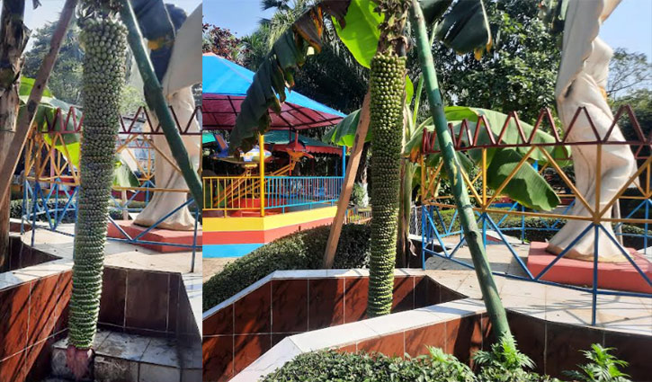 গাজীপুরে ৭ ফুট লম্বা কলার ছড়ি 