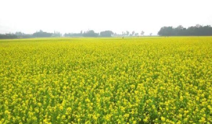জয়পুরহাটে হলুদ রঙে ছেয়ে গেছে মাঠ 
