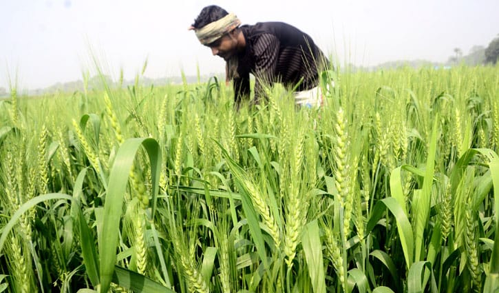 দক্ষিণ-পশ্চিমাঞ্চলের ৬ জেলায় গম চাষ বেড়েছে