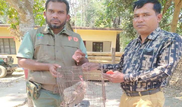 রাজস্থলীতে বিরল প্রজাতির ঈগল উদ্ধার