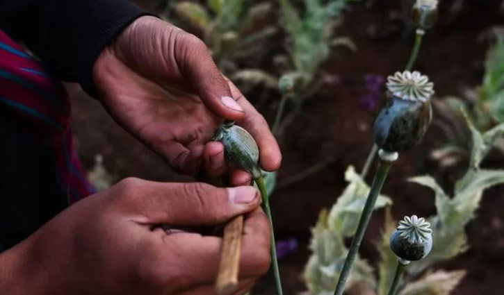 মিয়ানমারে আফিম উৎপাদন বেড়েছে কয়েক গুণ