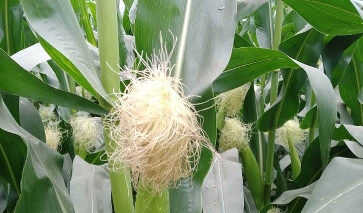 ভুট্টা চাষের লক্ষ্যমাত্রা ৭১ হাজার হেক্টর জমিতে 