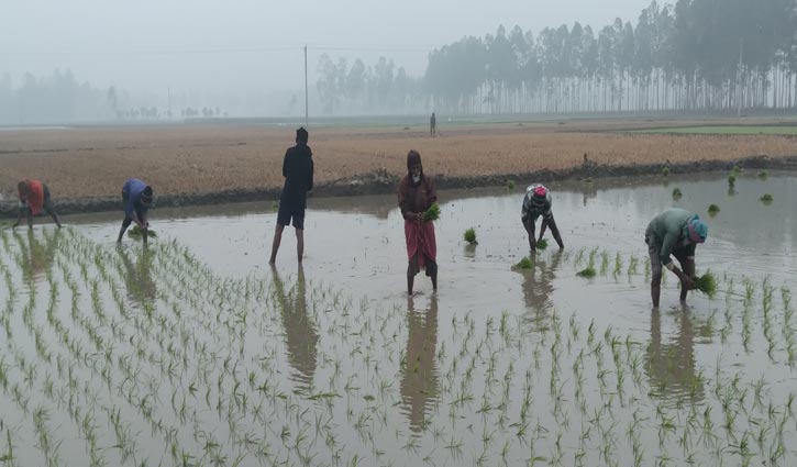 বোরো আবাদে ব্যস্ত কৃষকরা