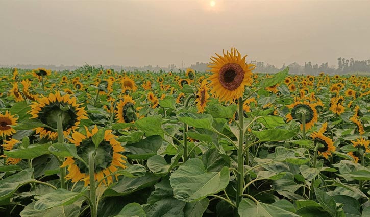 সবুজ পাতার ফাঁকে উঁকি দিচ্ছে সূর্যমুখী