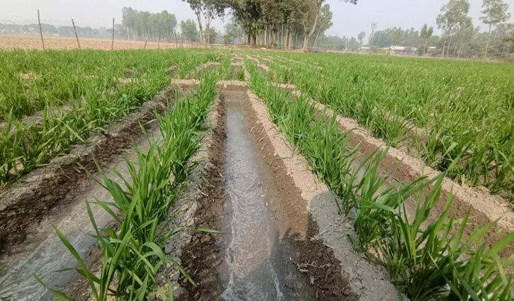 ইঁদুর দমনে সারি পদ্ধতিতে গম চাষে আগ্রহী কৃষকরা