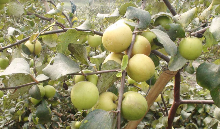 কুল চাষ করে তাক লাগিয়ে দিয়েছেন দুই ভাই