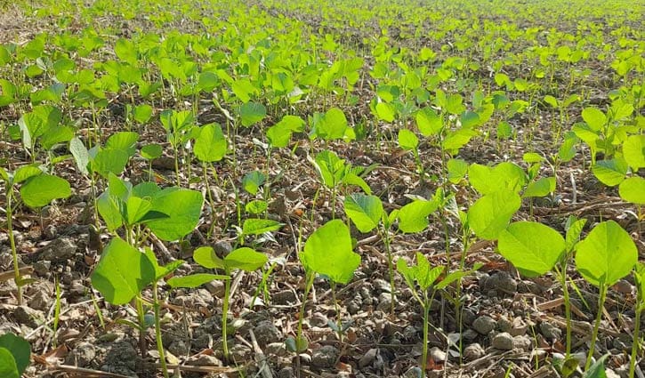লক্ষ্মীপুরে ৭৮ হাজার মে.টন সয়াবিন উৎপাদনের সম্ভবনা