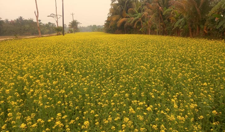 লক্ষ্মীপুরে সরিষা বিপ্লব 