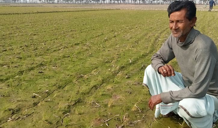 অগভীর নলকূপের বিদ্যুৎ সংযোগ বিচ্ছিন্ন, বিপাকে কৃষক 