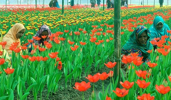 কাঞ্চনজঙ্ঘার পর মুগ্ধতা ছড়াচ্ছে ১০ রঙের টিউলিপ