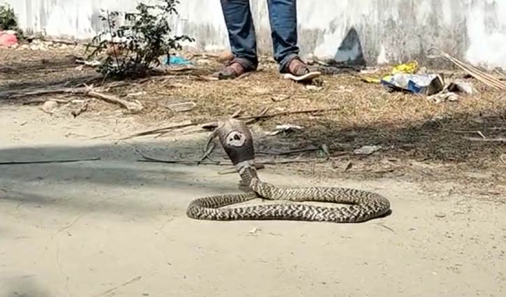 বনে অবমুক্ত হলো ৫ বিষধর সাপ 