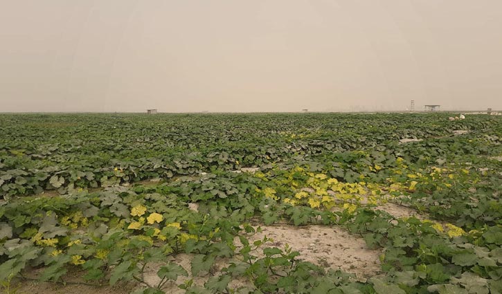 তিস্তার বালুচর এখন কৃষকের জন্য আশীর্বাদ