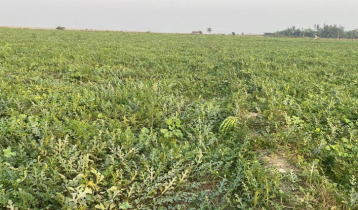 কোম্পানীগঞ্জে আগাম তরমুজে হতাশ কৃষক
