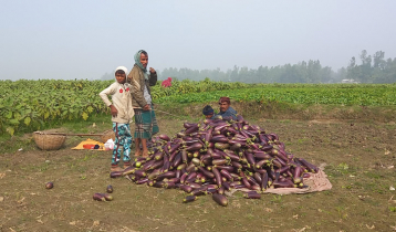 বেগুনের কেজি ৮ টাকা, দিশেহারা কৃষক 